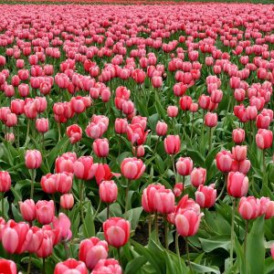 Flores 01