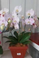 Orquidea 1