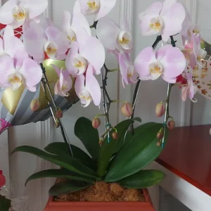Orquidea 1